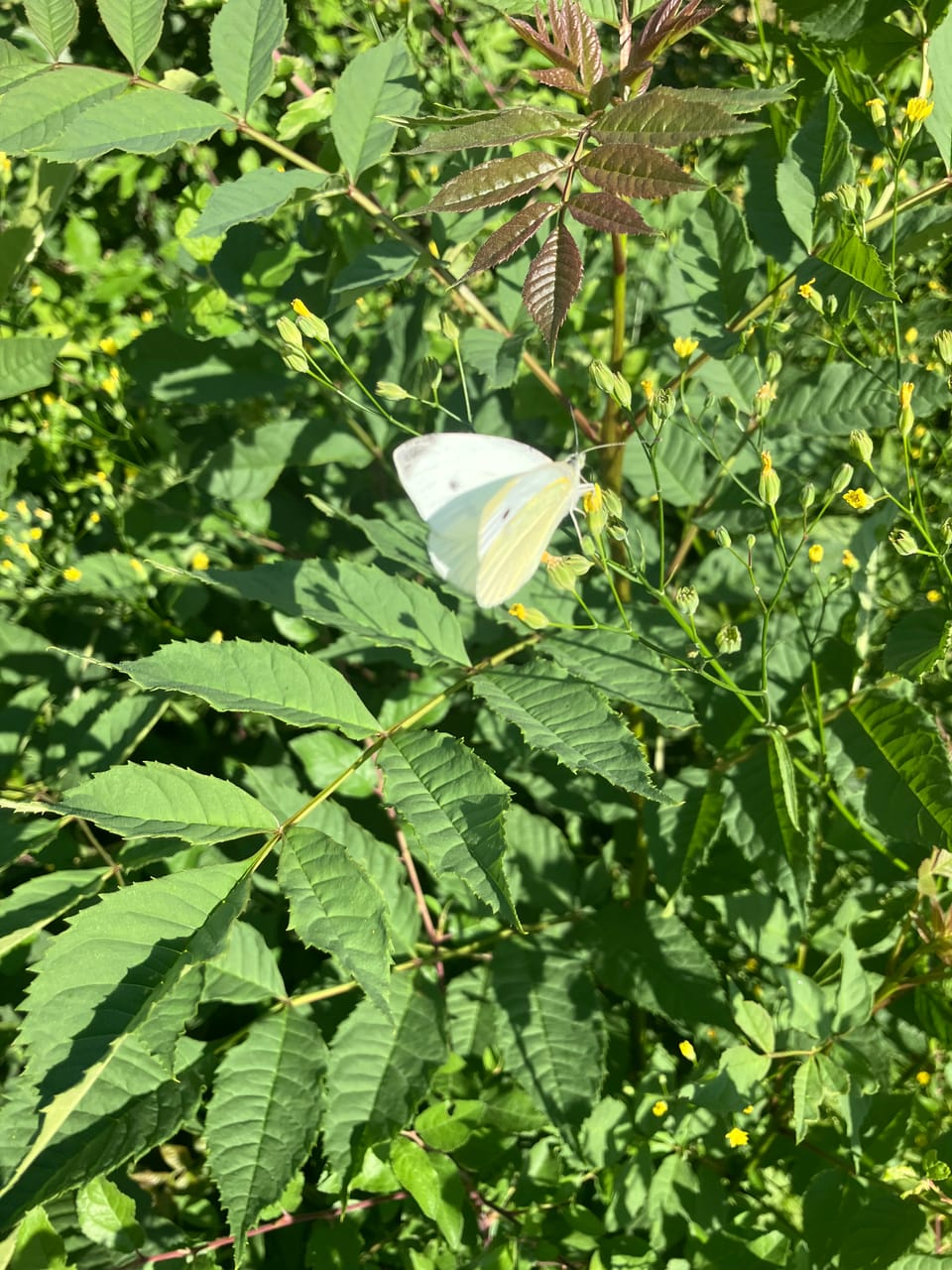 Schmetterlinge - so ein Kohl